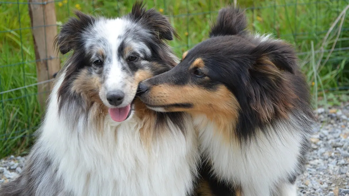Are Dog Licks Kisses? What Licking Really Means