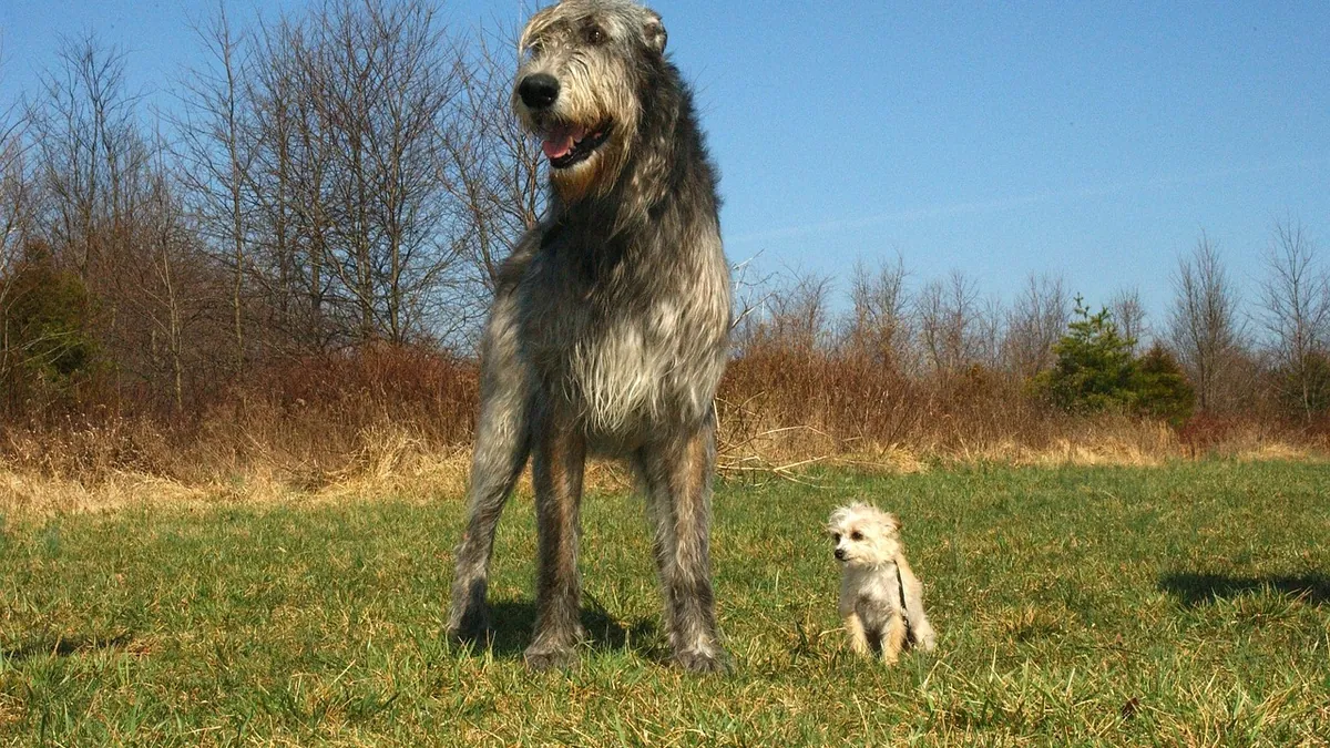 Dog Lifespan and Size: What to Expect