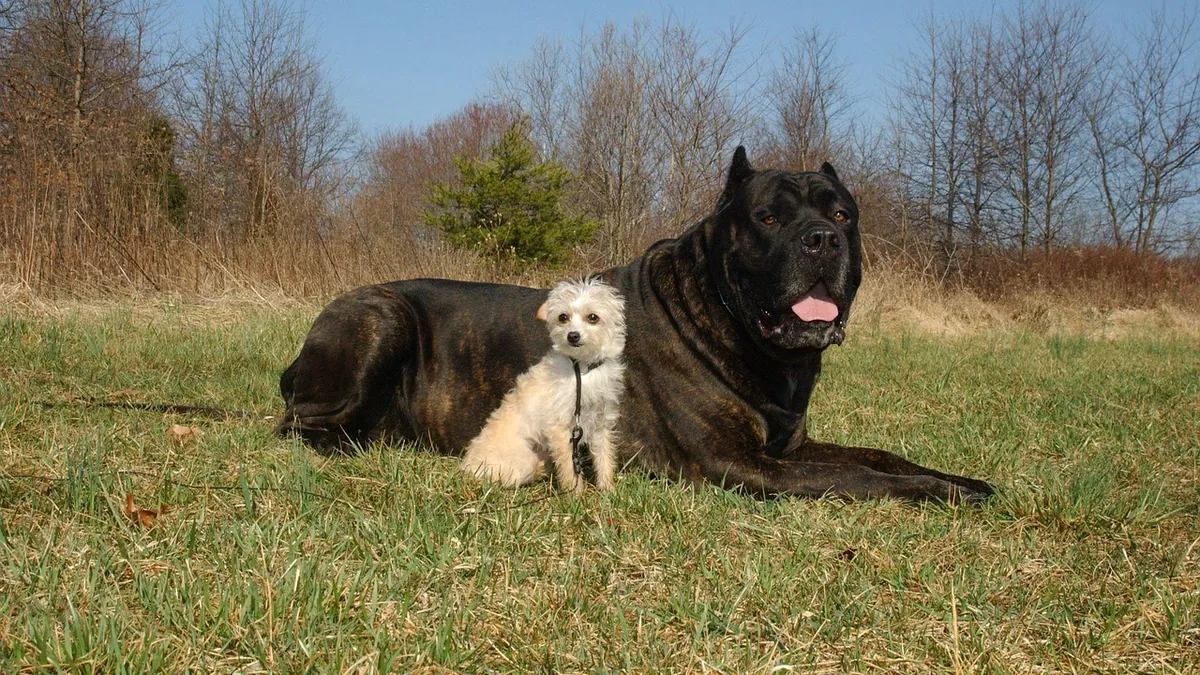 Dog Lifespan Chart by Breed and Size Explained