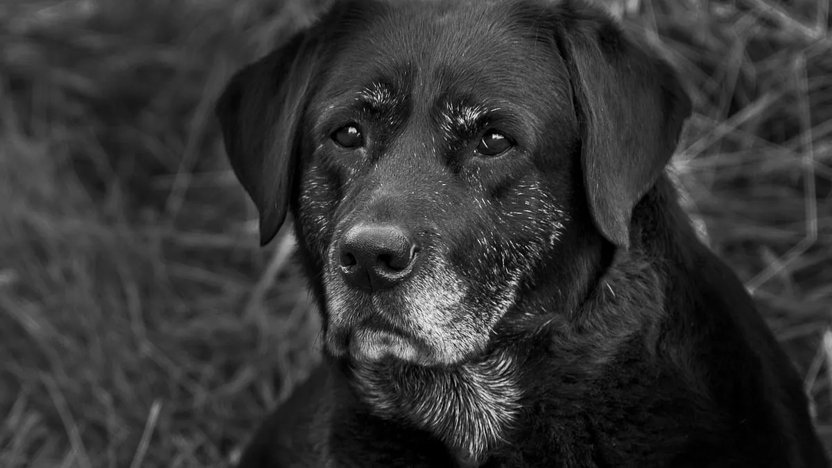 Dog Lifespan Pills and Anti-Aging Drugs: Do They Work?