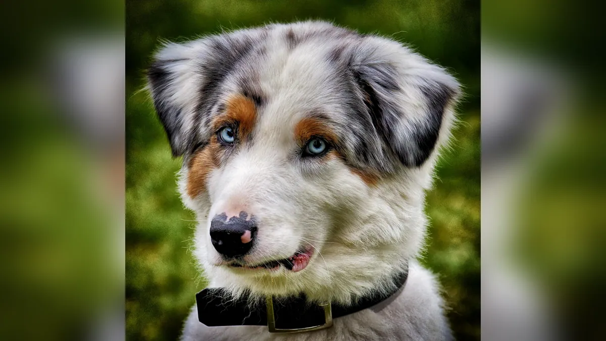 Dog Limping and Vomiting: What It Could Mean