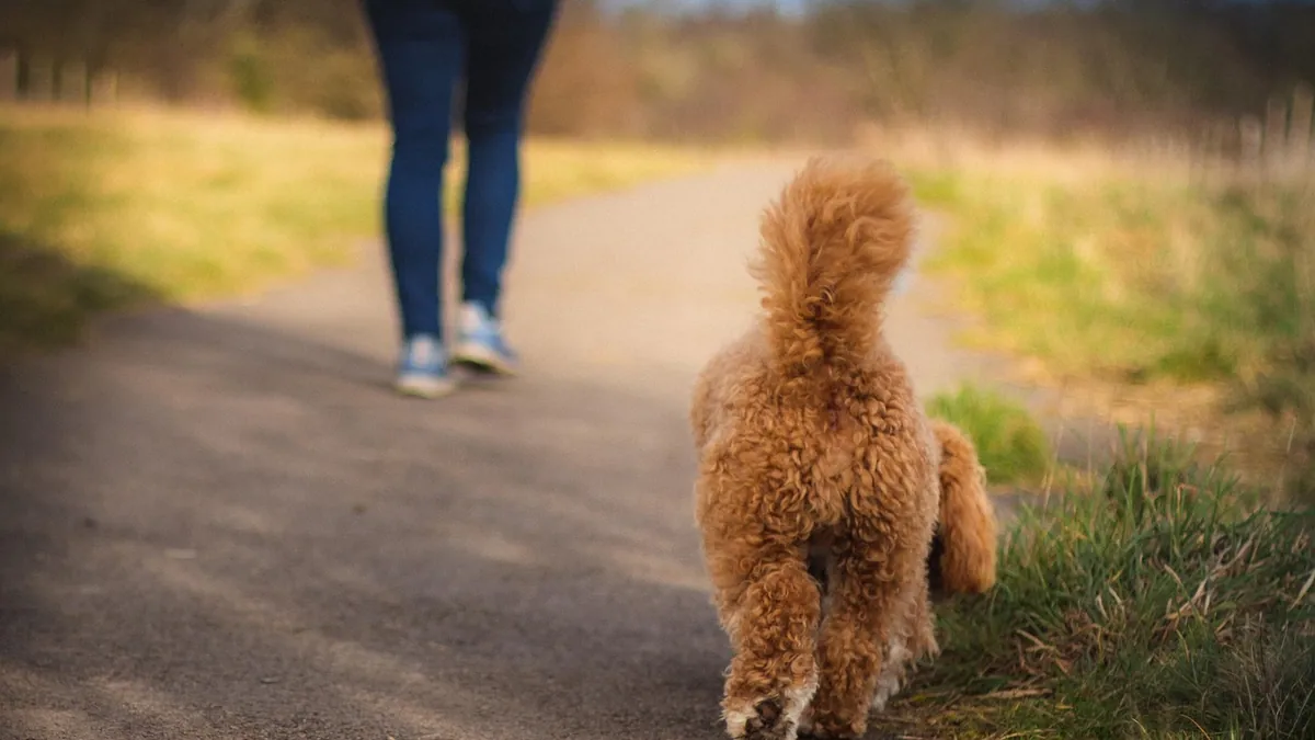 Dog Limping That Gets Better With Walking