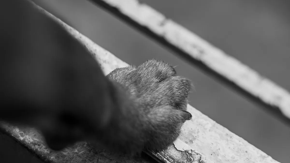 Dog Limping From a Broken or Split Nail: What to Do