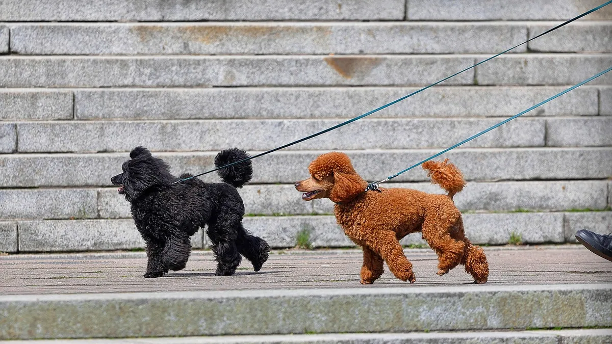 Why Is My Dog Limping in the Morning? Causes and Next Steps