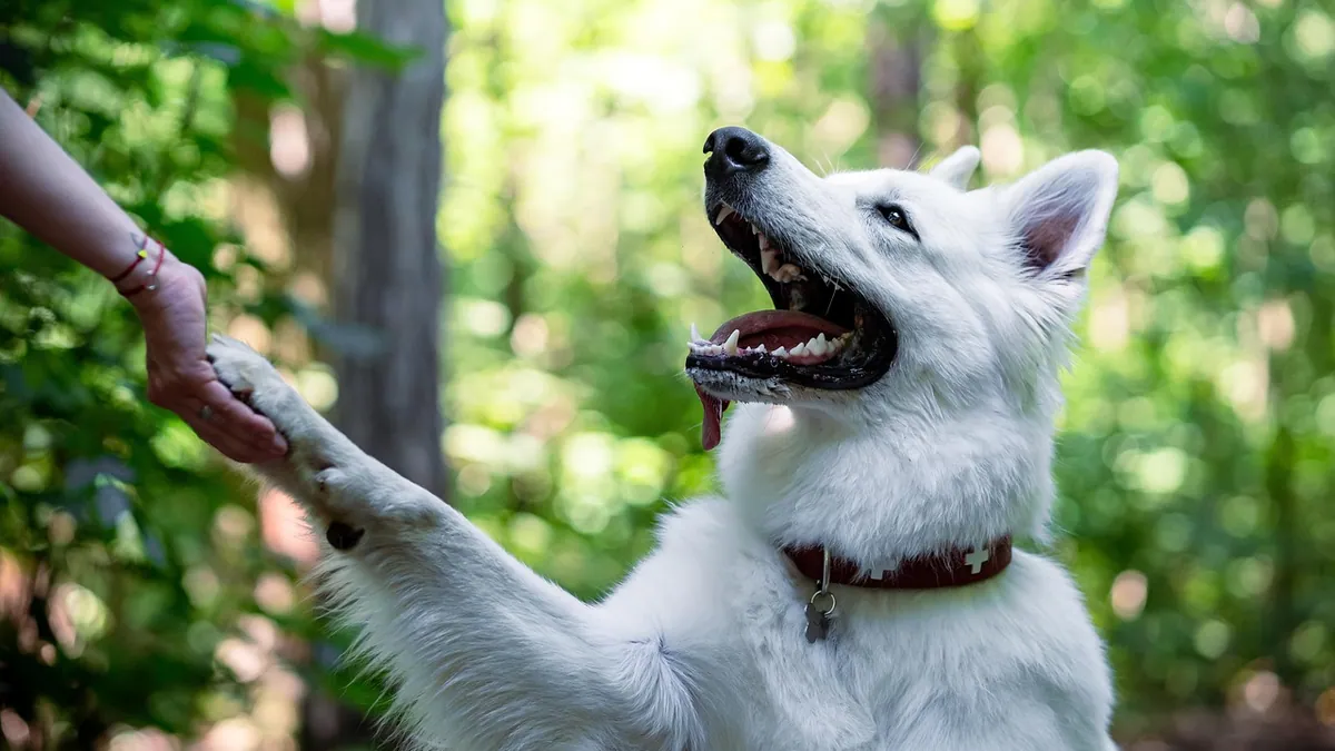 Dog Limping From Lyme Disease or a Tick Bite