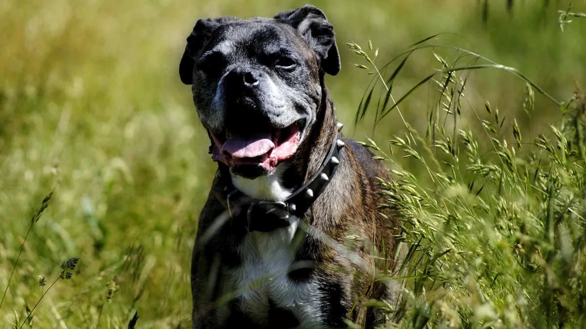 Dog Limping and Panting in Hot Weather: What It Means