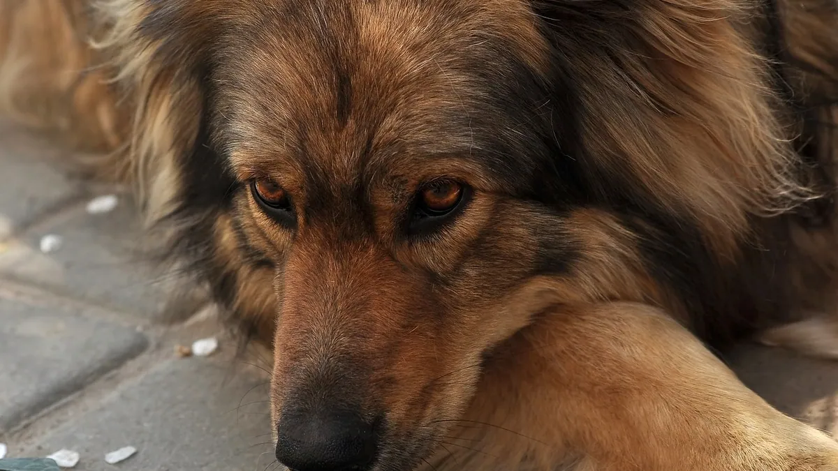Dog Limping With Red Skin Between the Toes