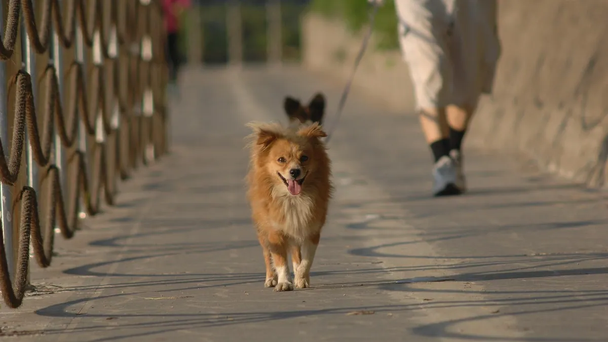 Supplements and Pain Medication for a Limping Dog
