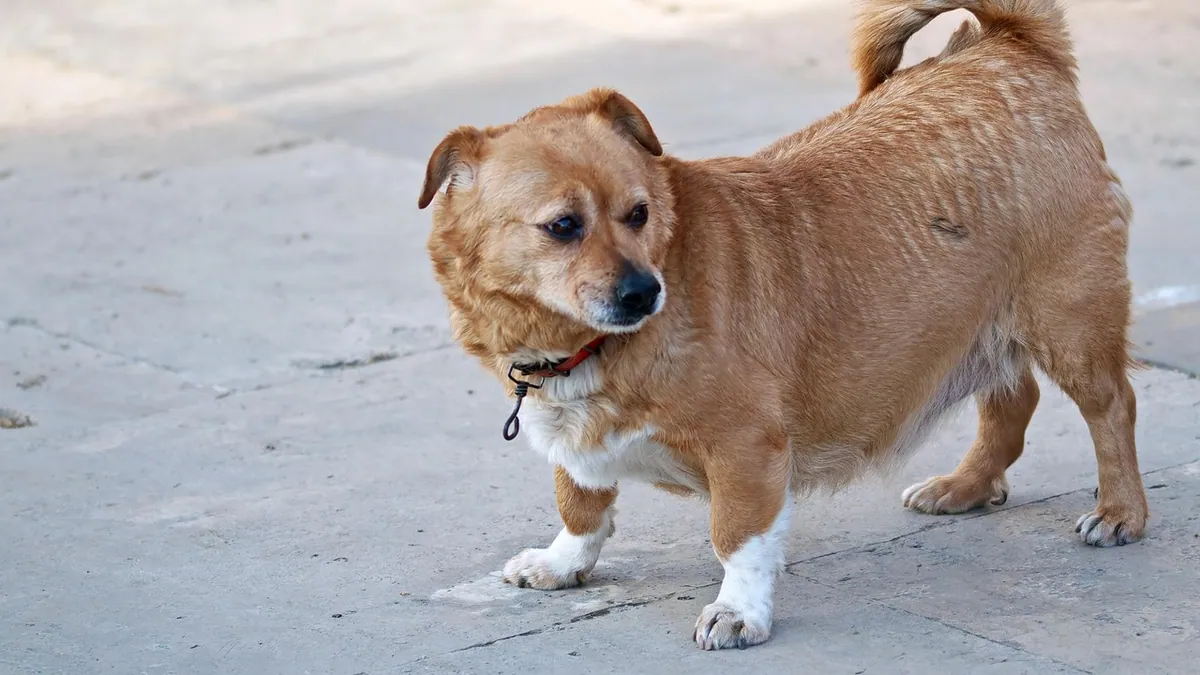 Dog Limping With a Swollen Paw, Leg, or Joint