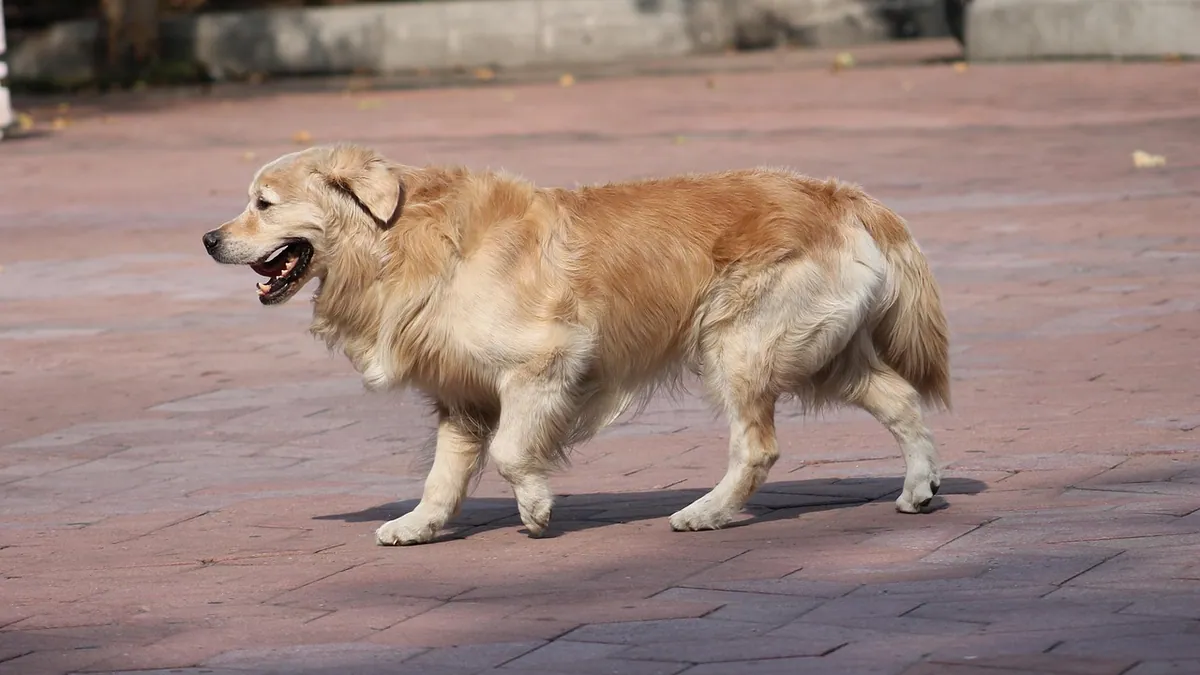 Dog Limping With UTI, Ear Infection, or Other Illness