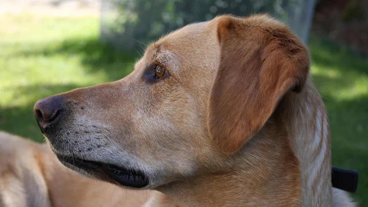 Lump on Your Dog's Lip, Snout, or Face