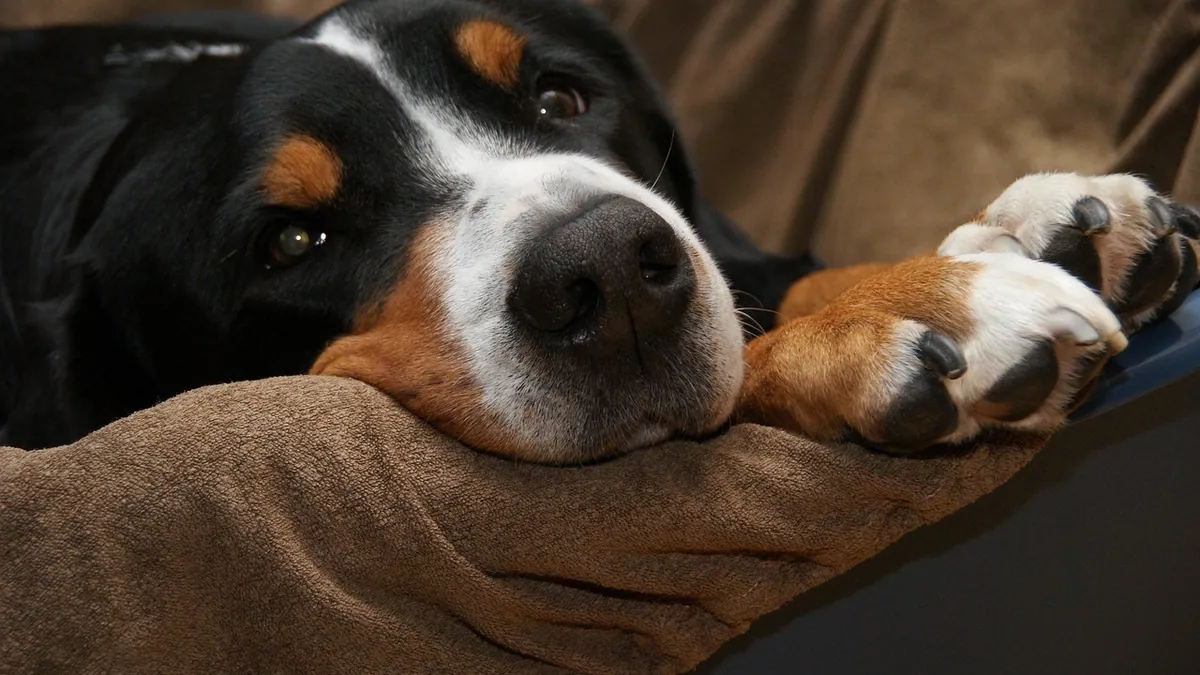 Fine Needle Aspiration for Dog Lipomas: What to Expect