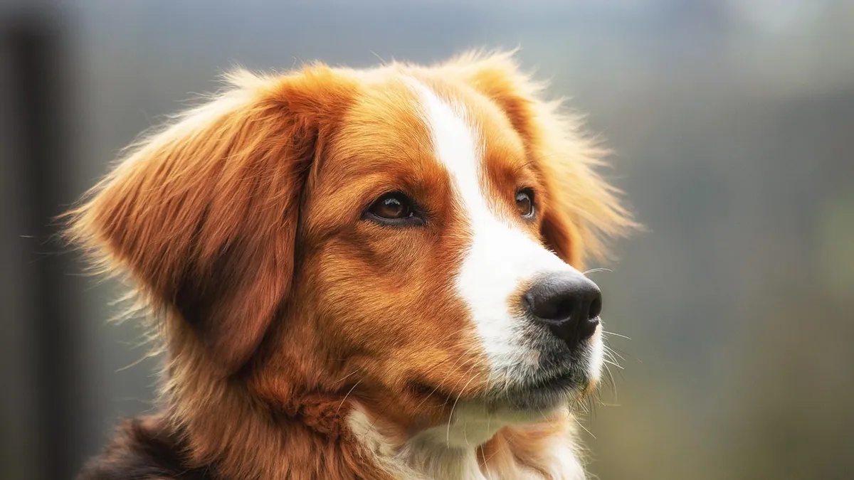 What Can I Give My Dog for Liver Support?