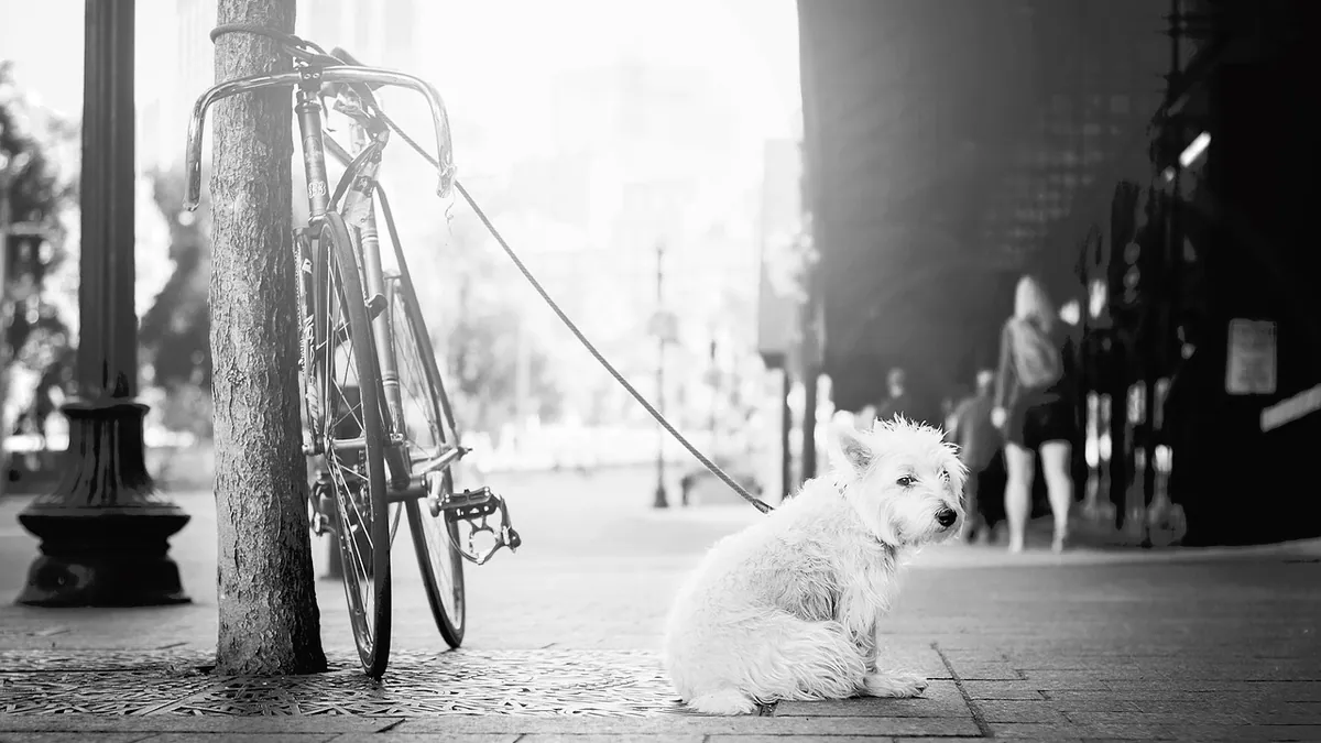 Dog Losing Use of Hind Legs: Causes and Next Steps
