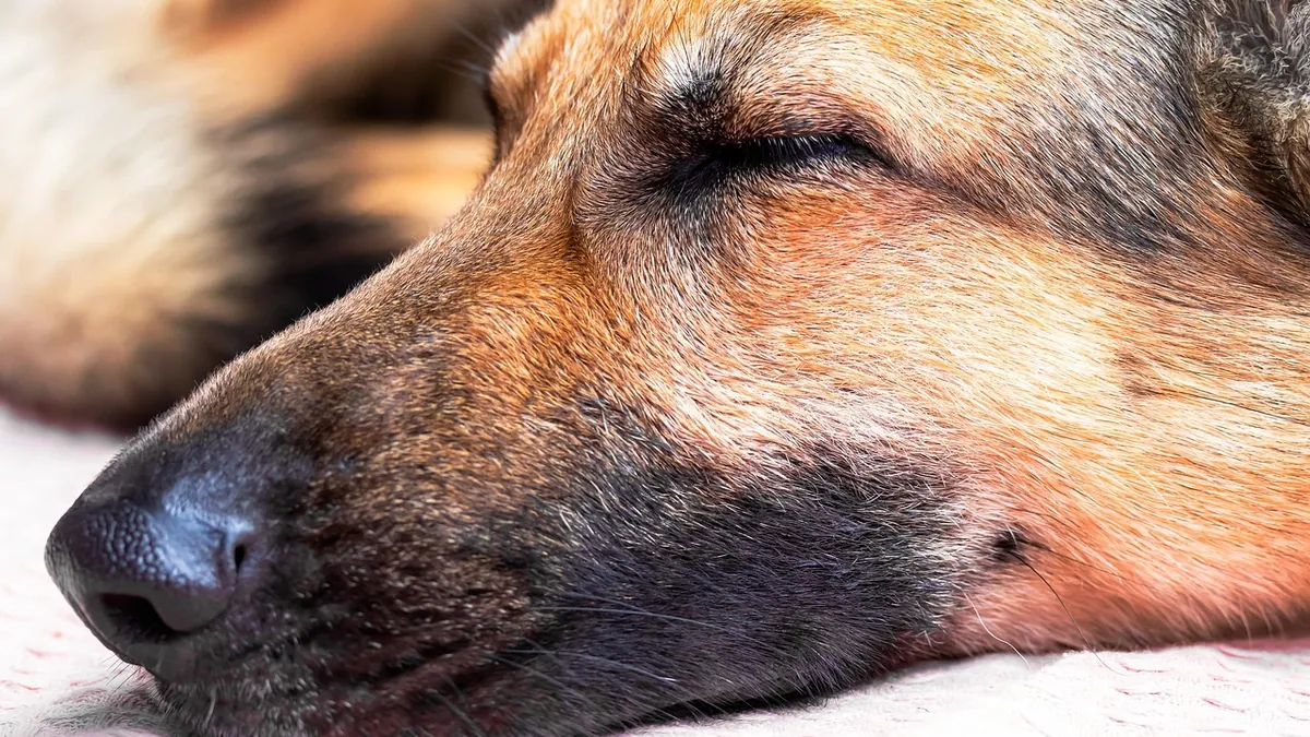 Dog Losing Nose Pigment: Causes and What to Do