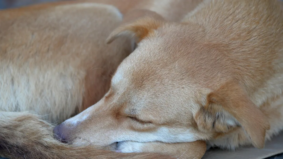 Dog Losing Protein Through the Kidneys: What It Means