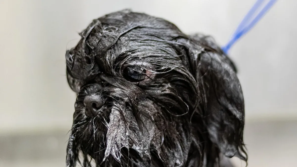 Dog Losing Undercoat in Clumps: What It Means