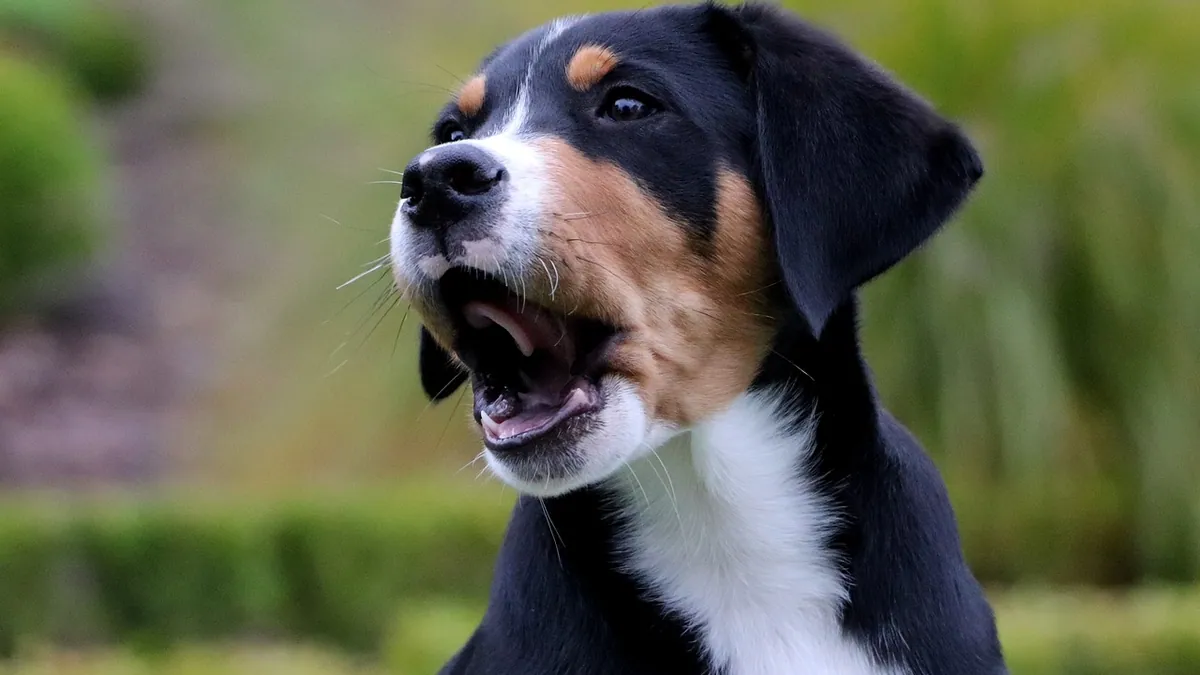 Why Is My Dog Losing Its Voice or Bark?