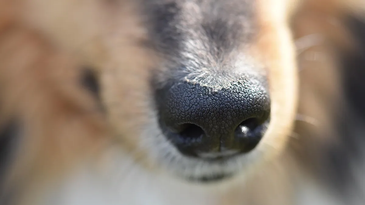 Dog Losing Whiskers: Normal or a Warning Sign?