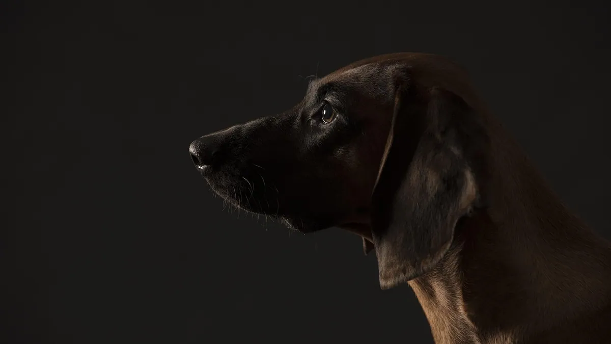 Lump on Your Dog's Neck After an Injection
