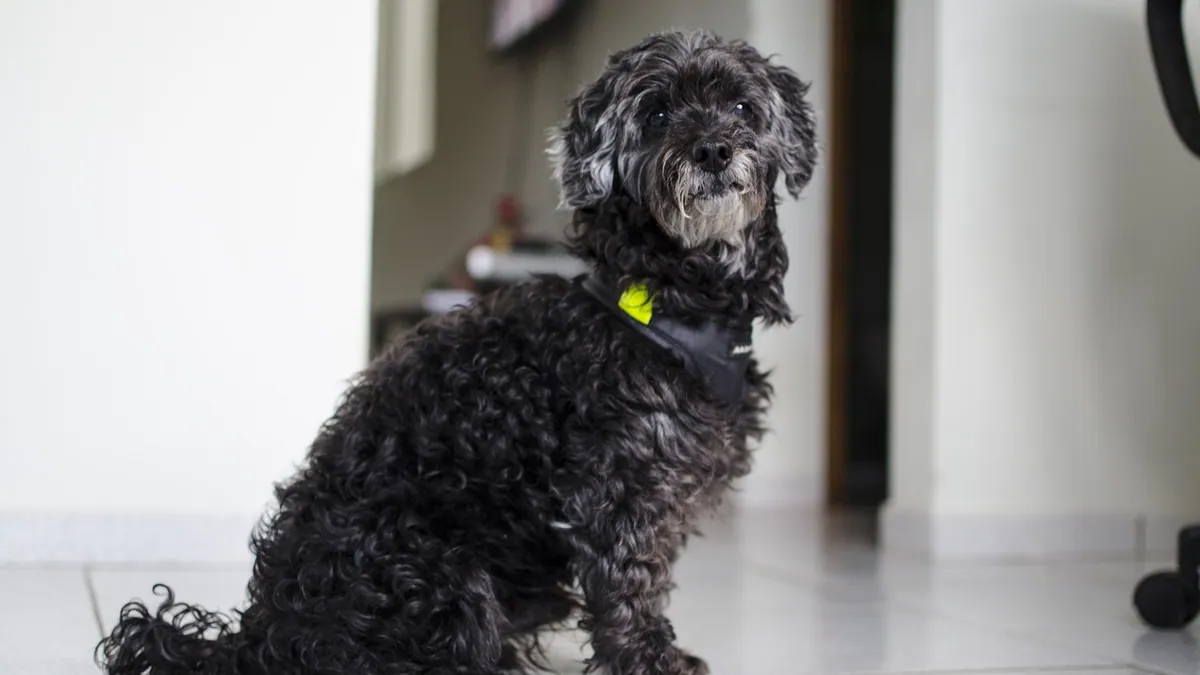 Lump on Your Dog's Chest or Neck Under the Skin