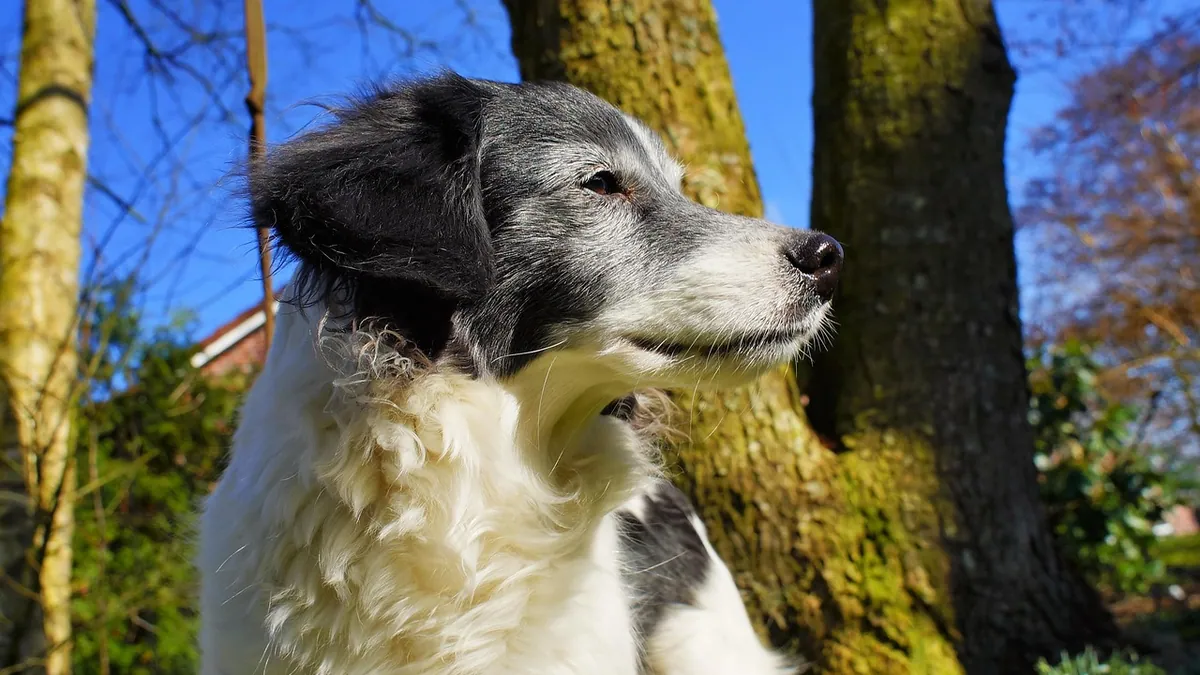 Lump in Your Dog's Armpit: What It Could Be