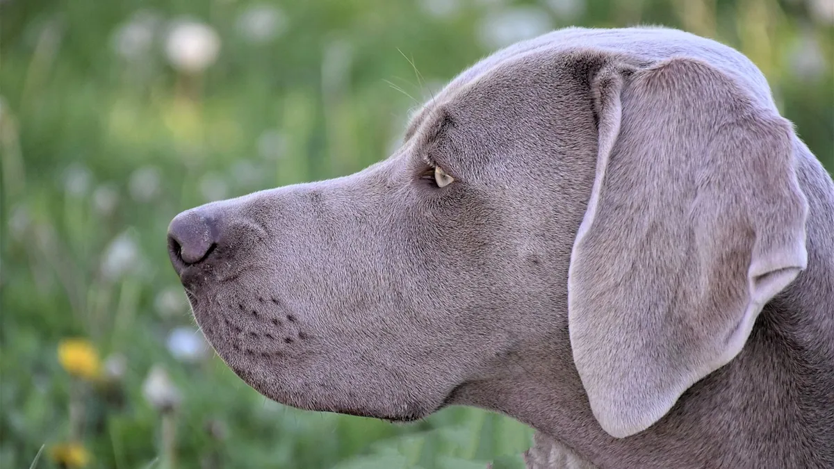 Lump in Your Dog's Throat or Neck: What to Do