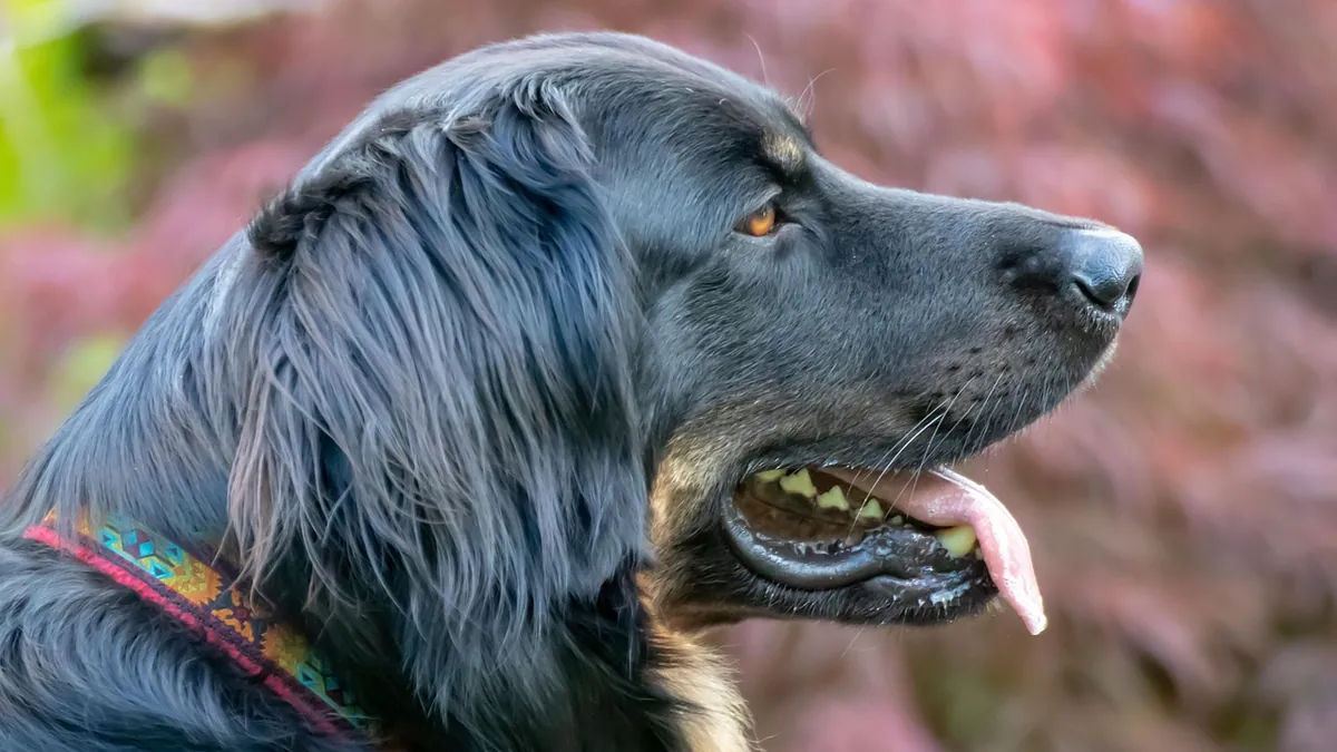 Lump on Your Dog's Head or Chin: Common Causes Explained