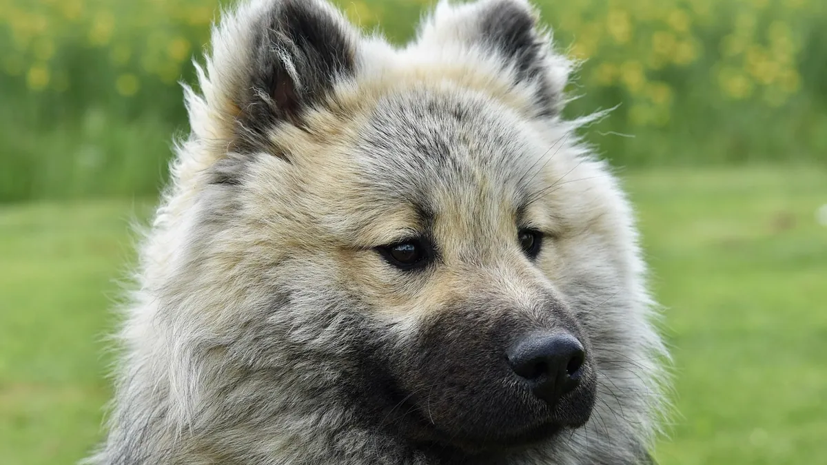 Dog Lumps: Medicines, Home Remedies, and When to Worry