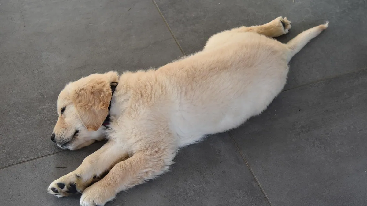 Lump on Your Dog's Mammary Gland: What It Means