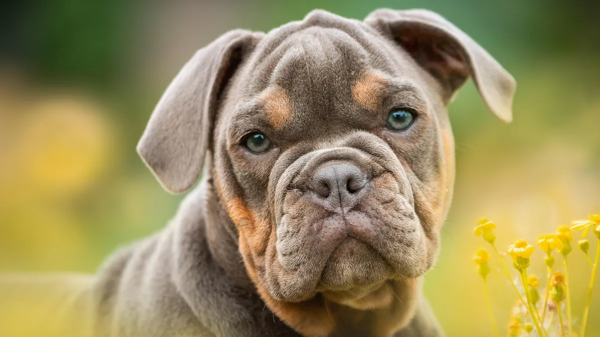 Dog Mastitis Home Remedies: What Works and What Doesn't