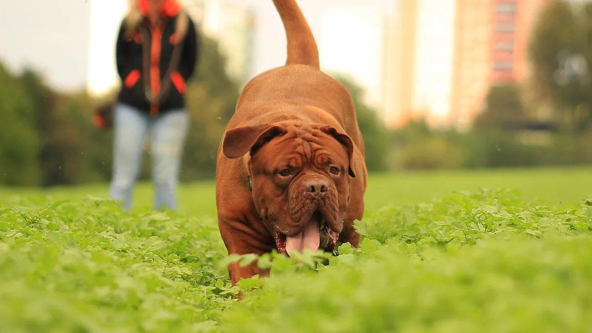 Why Is My Dog Mean to My New Puppy? Introducing Tips