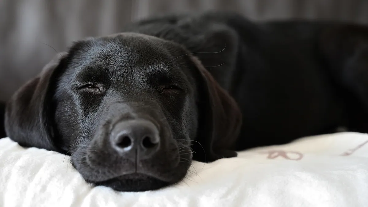 Dog Miscarriage: Signs, Home Care, and Vet Steps