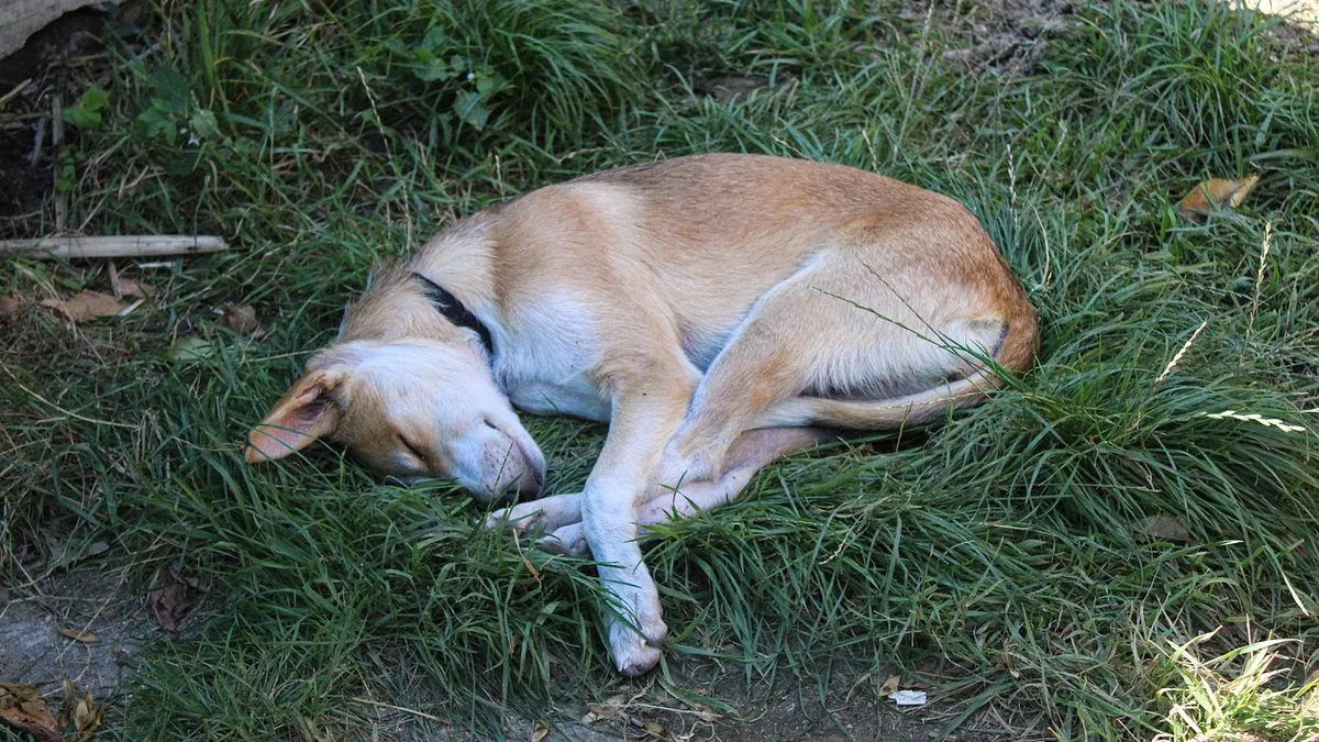 What Can I Give My Dog for Mosquito and Bug Bites?