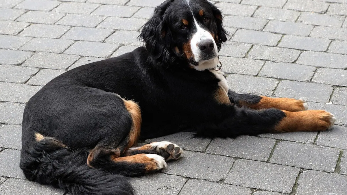 Why Do Dog Nails Split or Fall Off? Causes Explained