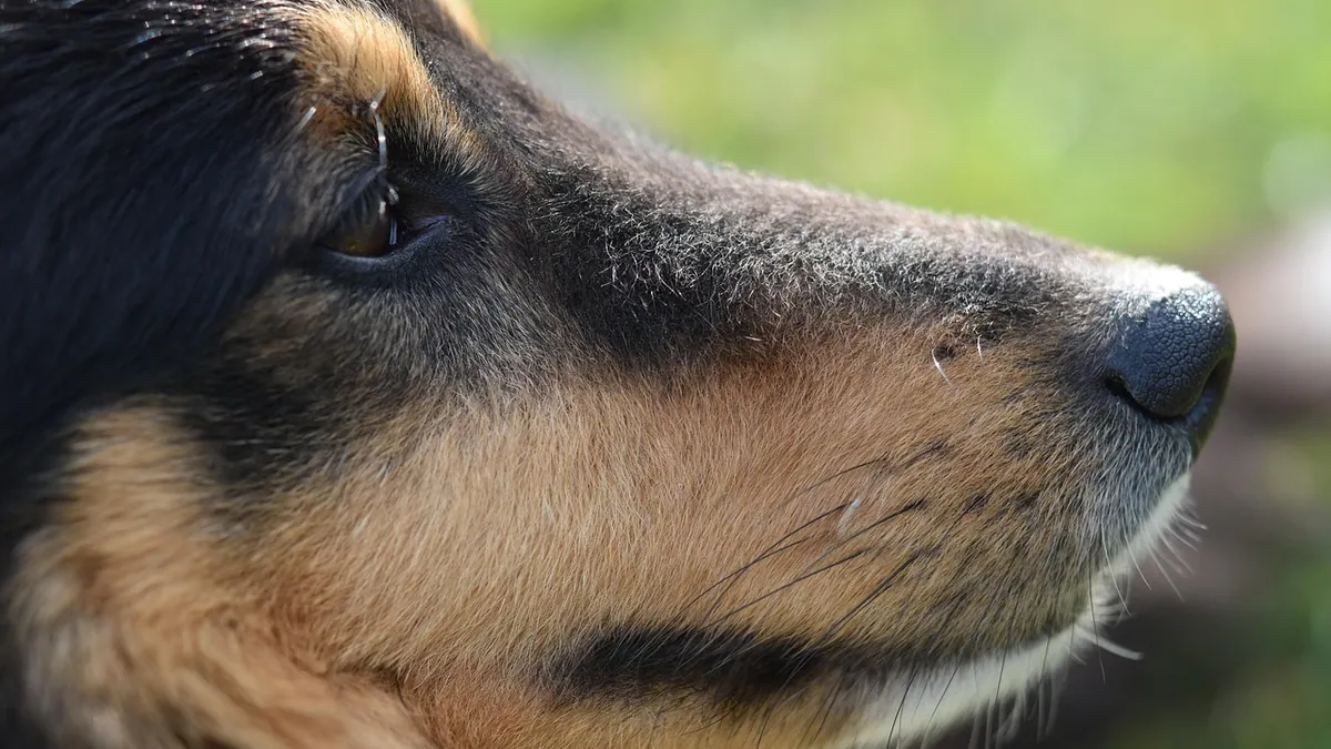 Why Is My Dog's Neck Skin Sagging or Loose?