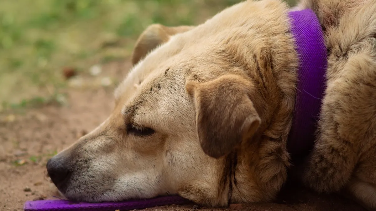 Dog Neck Wound From Collar: Care and Prevention