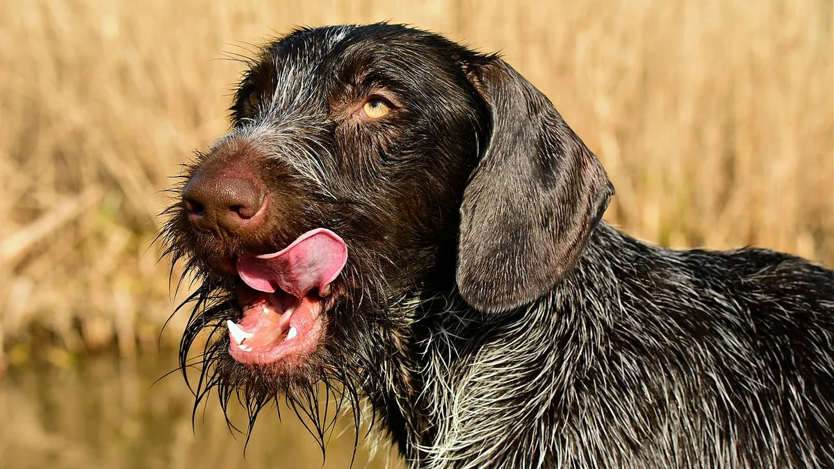 Why Does My Dog Nibble Himself? Normal vs Problem