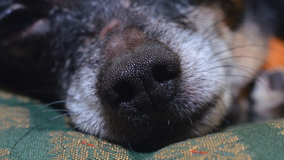 Dog Nose Hyperkeratosis: Treatment and Home Care