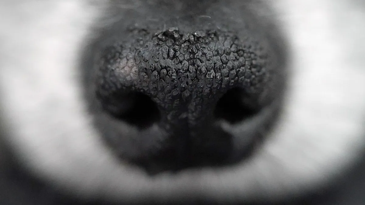 Dog Nose Skin Peeling and Smelly Skin: What It Means