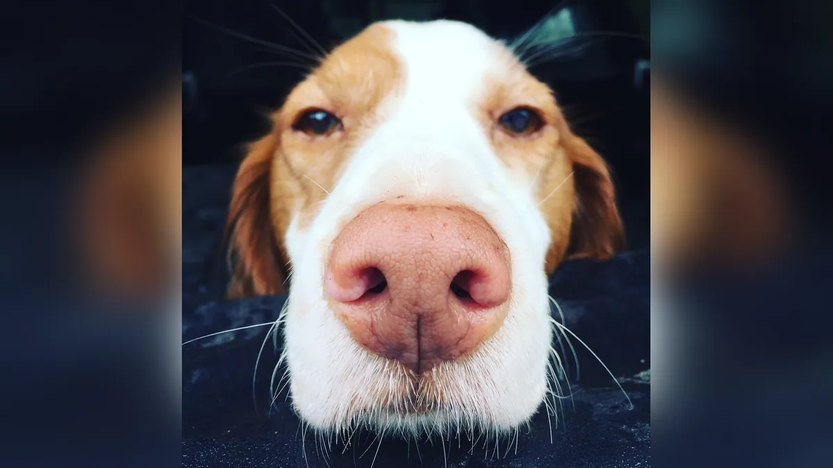 Why Is My Dog's Nose Turning Pink?