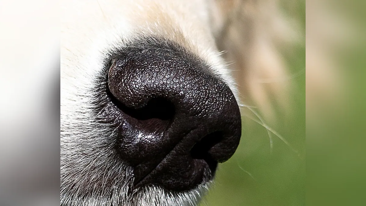 Should a Dog's Nose Be Wet or Dry? What It Means