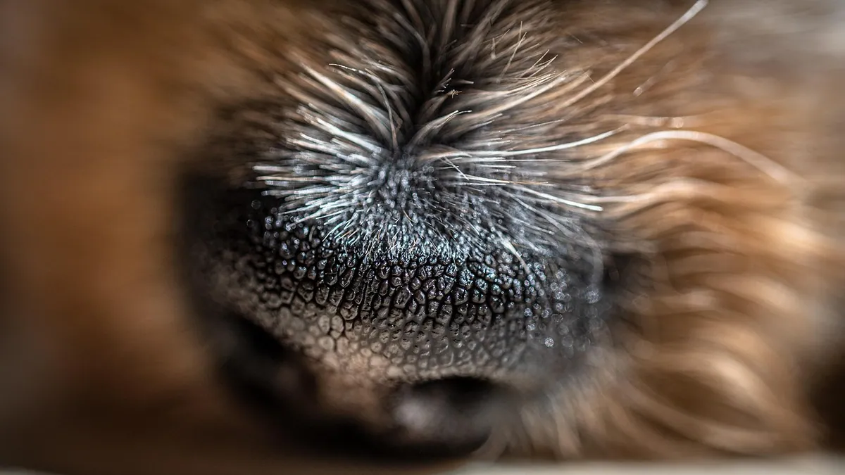 Dog Nose Wound and Keratosis: How to Treat