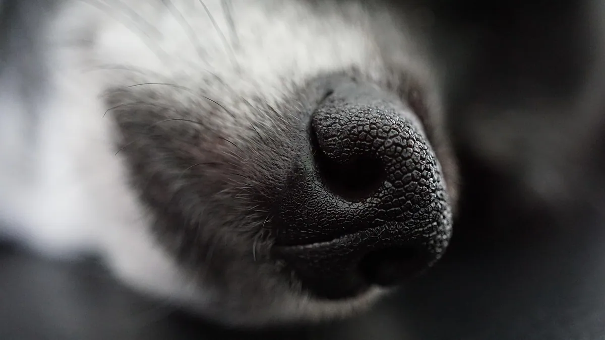 How to Stop a Dog Nosebleed at Home: Safe Steps