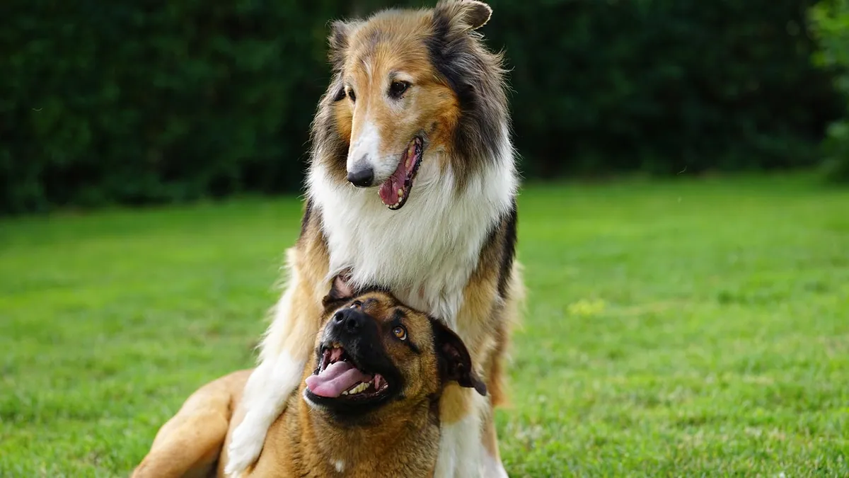 Dog Not Able to Stand Up: Causes and When to Get Help