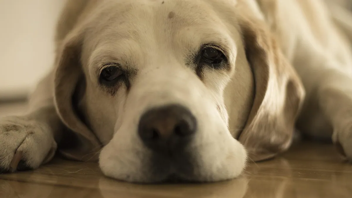 Why Is My Dog Acting Weird or Not Acting Normal?