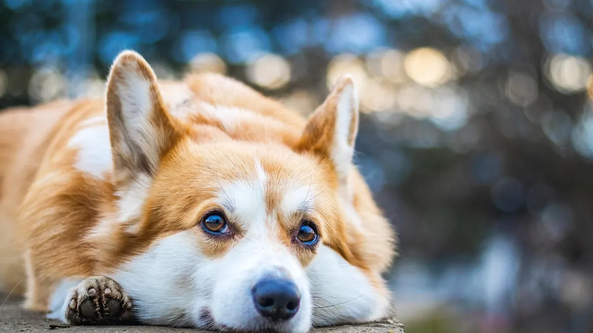 Why Is My Dog Not Barking? When Silence Is Normal