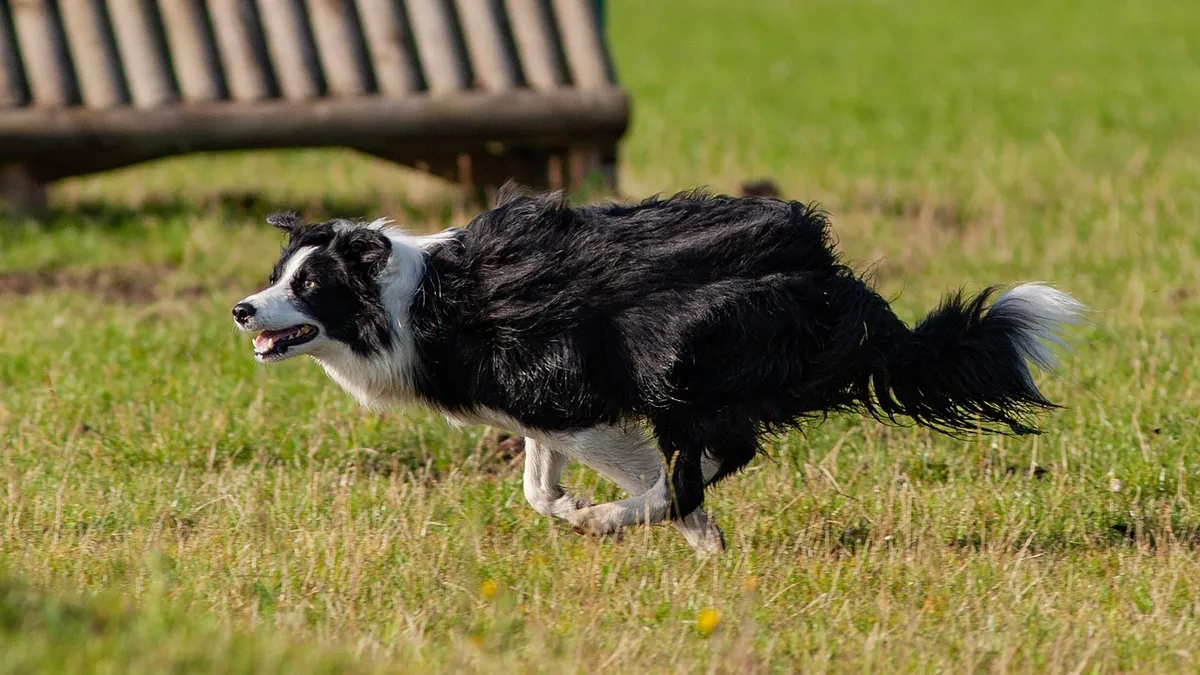 Why Your Dog Won't Come When Called and How to Fix It