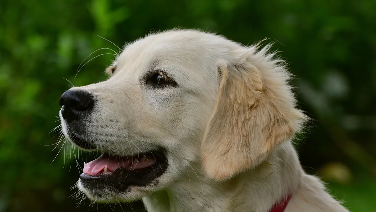 Dog Not Concentrating Urine: What Dilute Pee Means