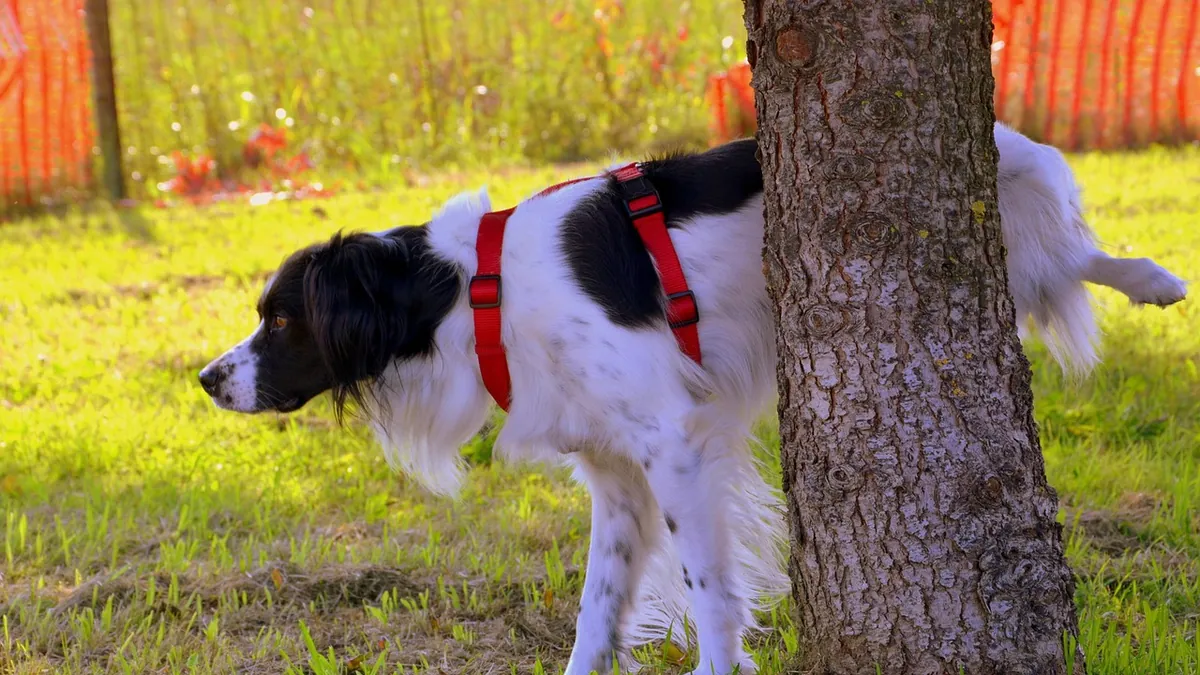 Dog Not Holding Pee: Causes and When to See a Vet